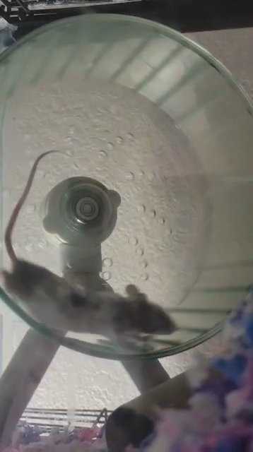 Mice in Longmont, Colorado