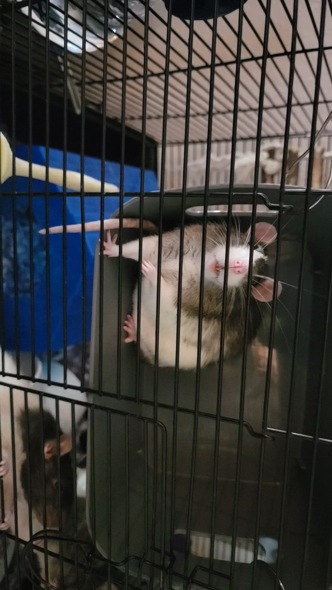 Rat in Longmont, Colorado