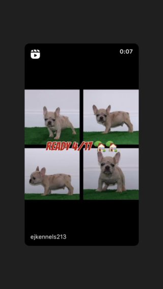 French Bulldog Available 4/17 in Deltona, Florida