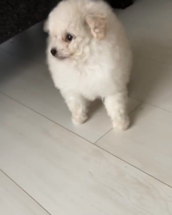 poodle in El Paso, Texas