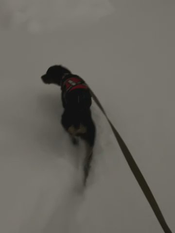 Re-homing!! Cute & Lovable! in Anchorage, Alaska