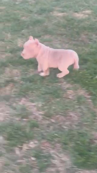 Sold‼️ Grimlin Having Some Play Time. in Nashville, Tennessee