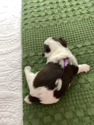 Gia in Clarksville, Tennessee