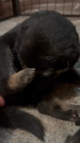 King Shepherd Female Puppy in Springfield, Illinois