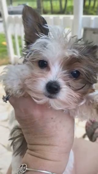 Mila Is Ready To Go Home in Clarksville, Tennessee