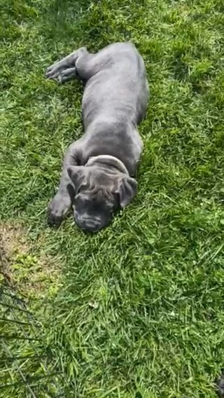 PENDING!  AKC Champion Bloodline Cane Corso Puppies in Morristown, Tennessee