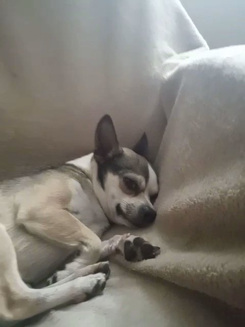 Please help "Chico" find a new forever home in Sioux Falls, South Dakota