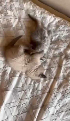 Scottish straight Kitten in Seattle, Washington