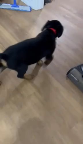 Full Breed Rottweiler in Dallas, Texas
