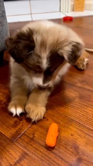 Red Merle Mini Australian Shepard  Named Zeus Is Ready To Be Adopted in Miami, Florida