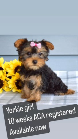 Yorkie Girl in Euclid, Ohio