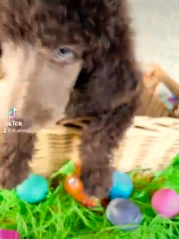 Poodle in Moreno Valley, California