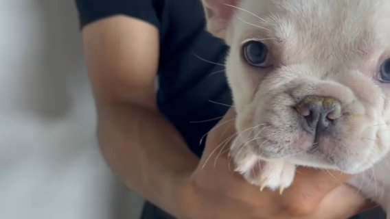Cream French Bulldog in Orange, California