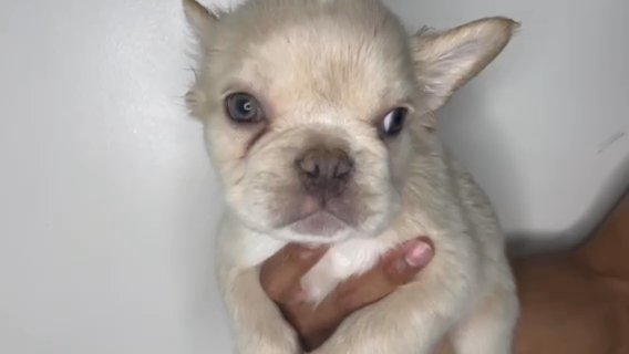 Male Fluffy French Bulldog in Orange, California