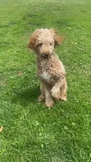 Goldendoodle Needs A Good Home in Laplace, Louisiana