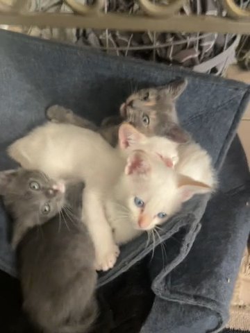5 Kittens in Sacramento, California