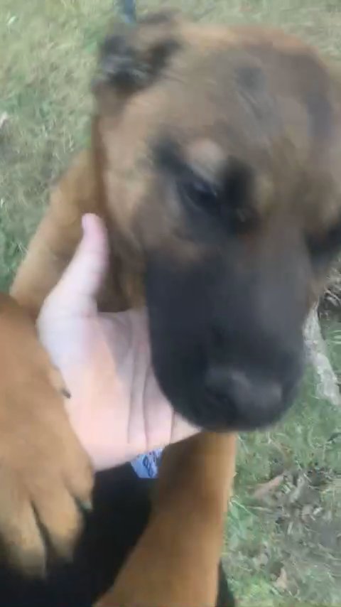 Belgian Malinois/German shepherd mix in Kingsport, Tennessee