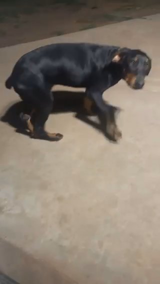Doberman Puppies in San Diego, California
