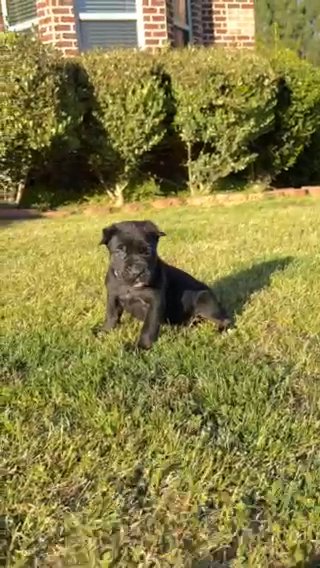 Lucy Cane Corso is an Italian breed of mastiff. in Fairburn, Georgia