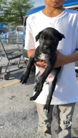 Zoey Cane Corso is an Italian breed of mastiff. in Fairburn, Georgia