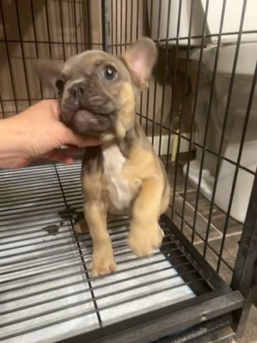 Female Fluffy Carrier Frenchie in Fayetteville, North Carolina