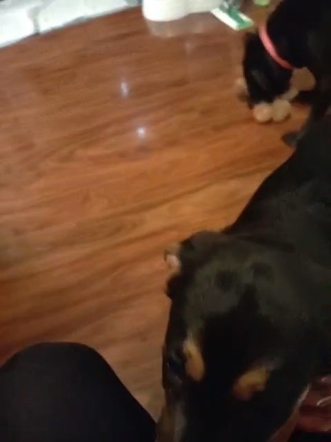 4 puppies 2.5mos old 3 boys 1 girl looking for their forever home in Everett, Washington