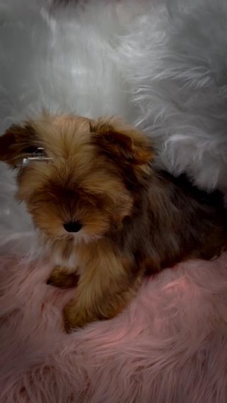 Sable girl in Jackson, Tennessee