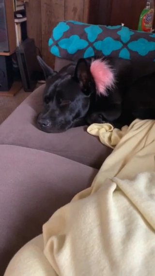 Girl Dog For Sale in New York City, New York