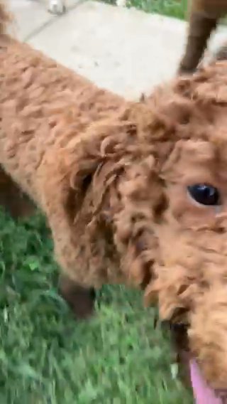 7 Month Old Female Standard Poodle in Roanoke, Virginia