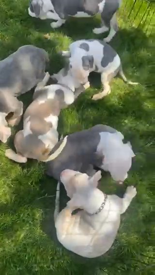 Tri Puppies in Cleveland, Ohio