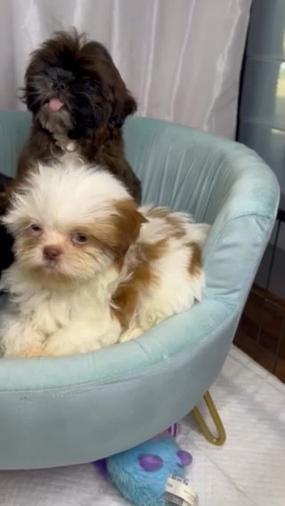 Shitzu Puppies in Arlington, Texas