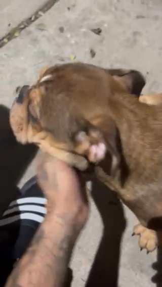 Bulldog in Riverside, California