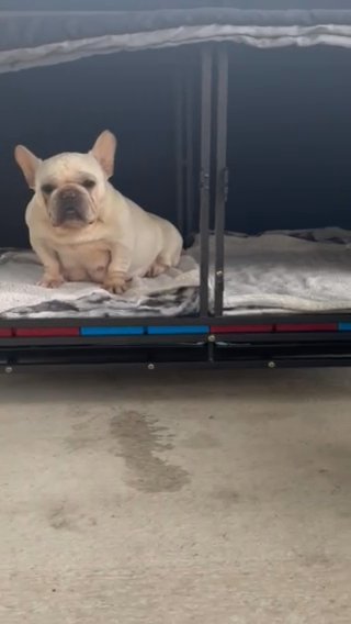 French Bulldog Female in Tampa, Florida