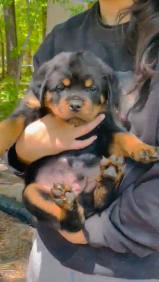 Deposit To Hold Puppy in Florence, South Carolina