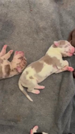 Akc Great Dane in Akron, Ohio
