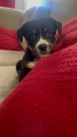 Rottweiler Lab mix breed in Forney, Texas