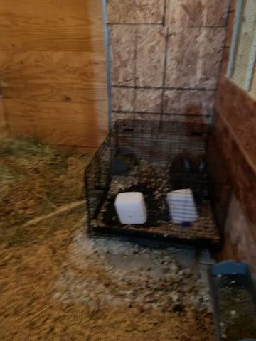 🐇Largest Breed Flemish Giant Rabbit Kits For Sale Black and Rare Blue🐇 in Scituate, Rhode Island