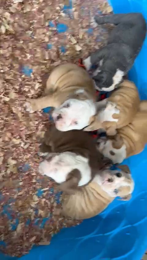 Olde English bulldog pups in Evans, Georgia