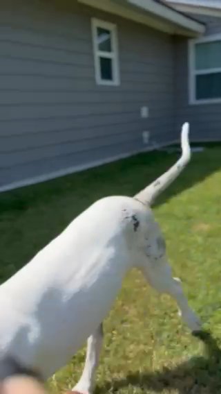 Great Dane in Killeen, Texas