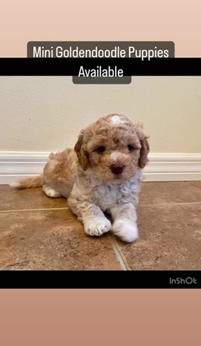 Mini Goldendoodle puppies available in Manhattan, New York