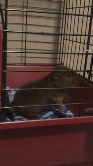 male ginuea pig in Syracuse, New York