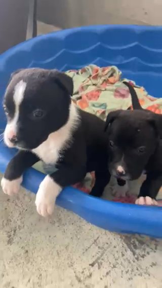 Blue Nose Pit Bull in Charlotte, North Carolina