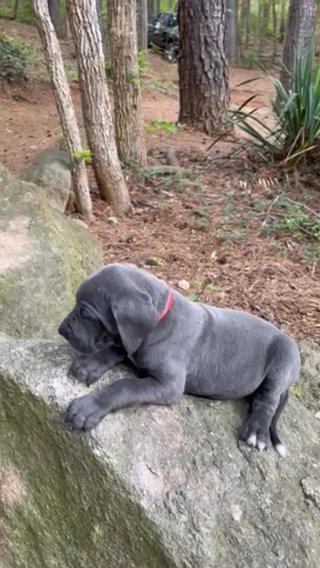 Red Collar Blue Boy High Euro Dane in Greenville, South Carolina