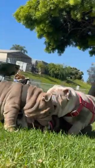 English bulldog Puppies in San Diego, California