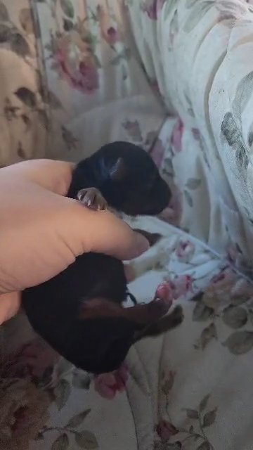 baby boy in McKinney, Texas