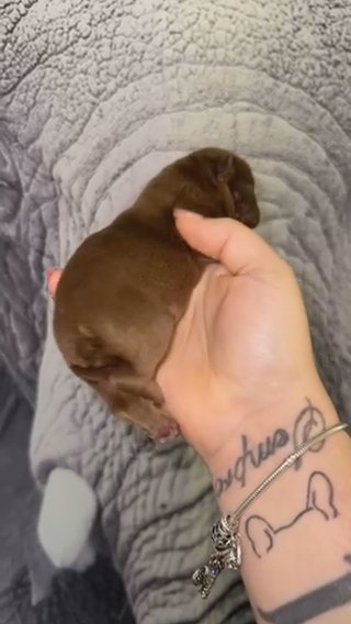French bulldog Female in Winston-Salem, North Carolina