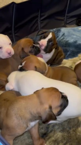 Purebred Boxer Puppies in Des Moines, Iowa