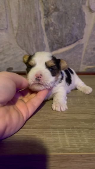 SOLD—AKC Female Parti Yorkie in Boone, North Carolina