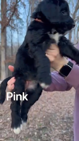 Standard Bernedoodle - Pink in Chattanooga, Tennessee