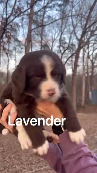 Standard, Female Bernedoodle in Knoxville, Tennessee
